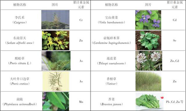 植物修复重金属土壤污染