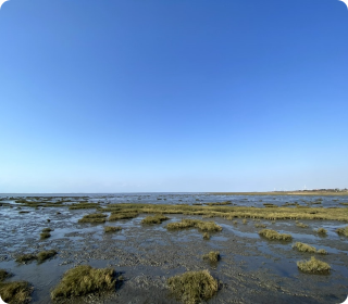 人工湿地，人工湿地建设