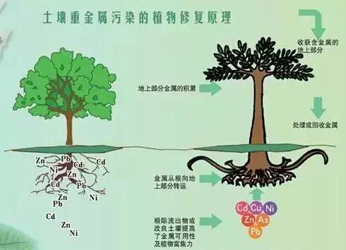 不同类型重金属污染土壤来源及特点