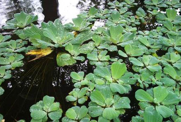 表流人工湿地植物配置方法