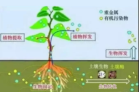 微生物修复技术的开发